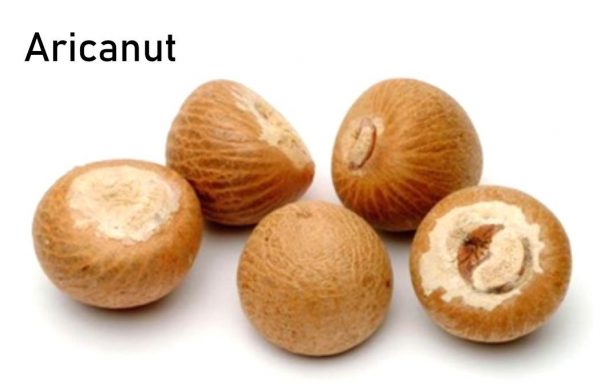 Arica Nut